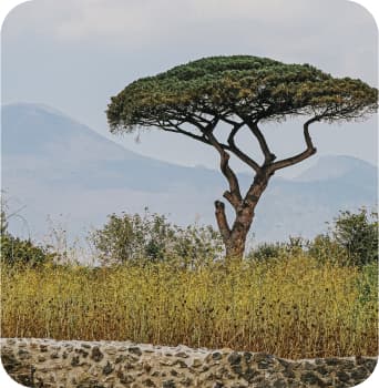 East Africa (Kenya, Tanzania, Uganda)