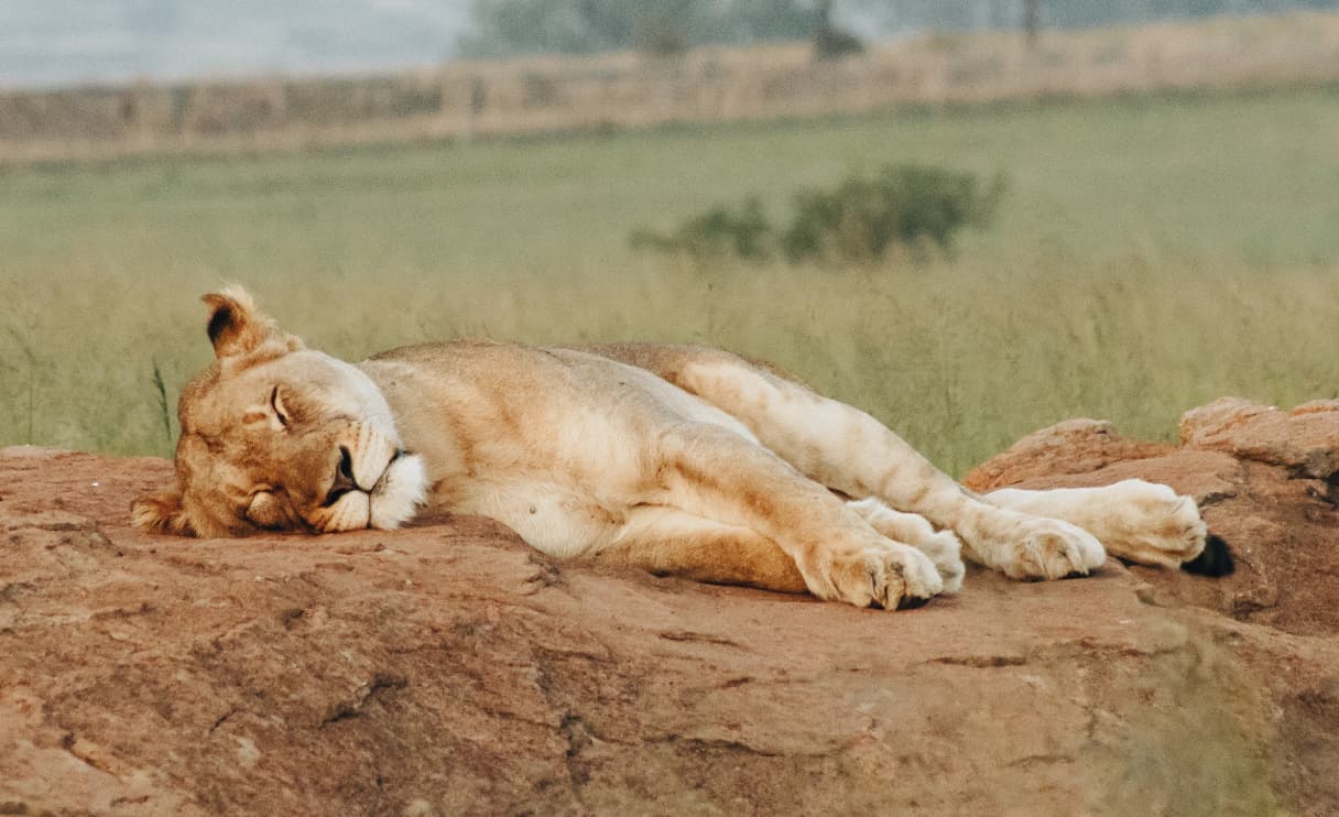 lion