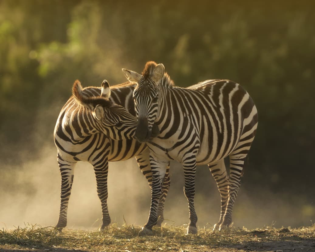 safari tours