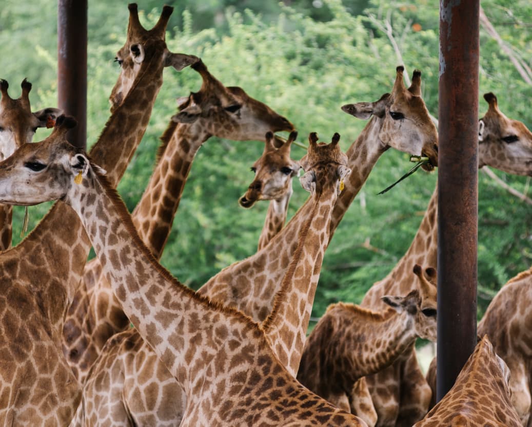 safari tours