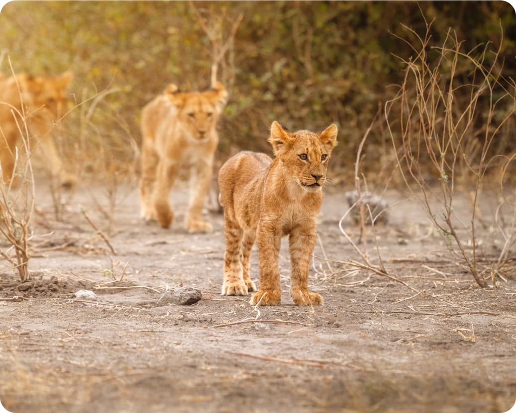 safari tours