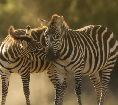 Safari Tours
