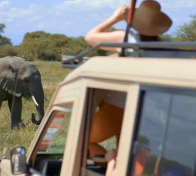 Safari Tours