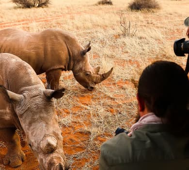 Safari Tours