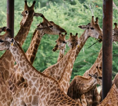 Safari Tours