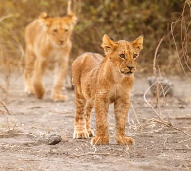 Safari Tours