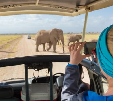Safari Tours