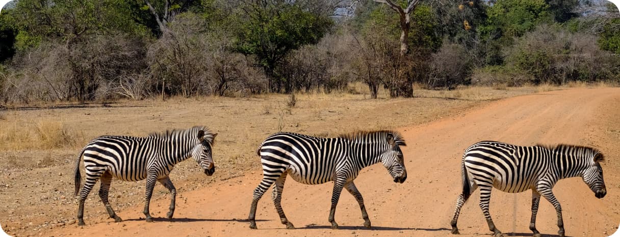 Discover Safari Adventures