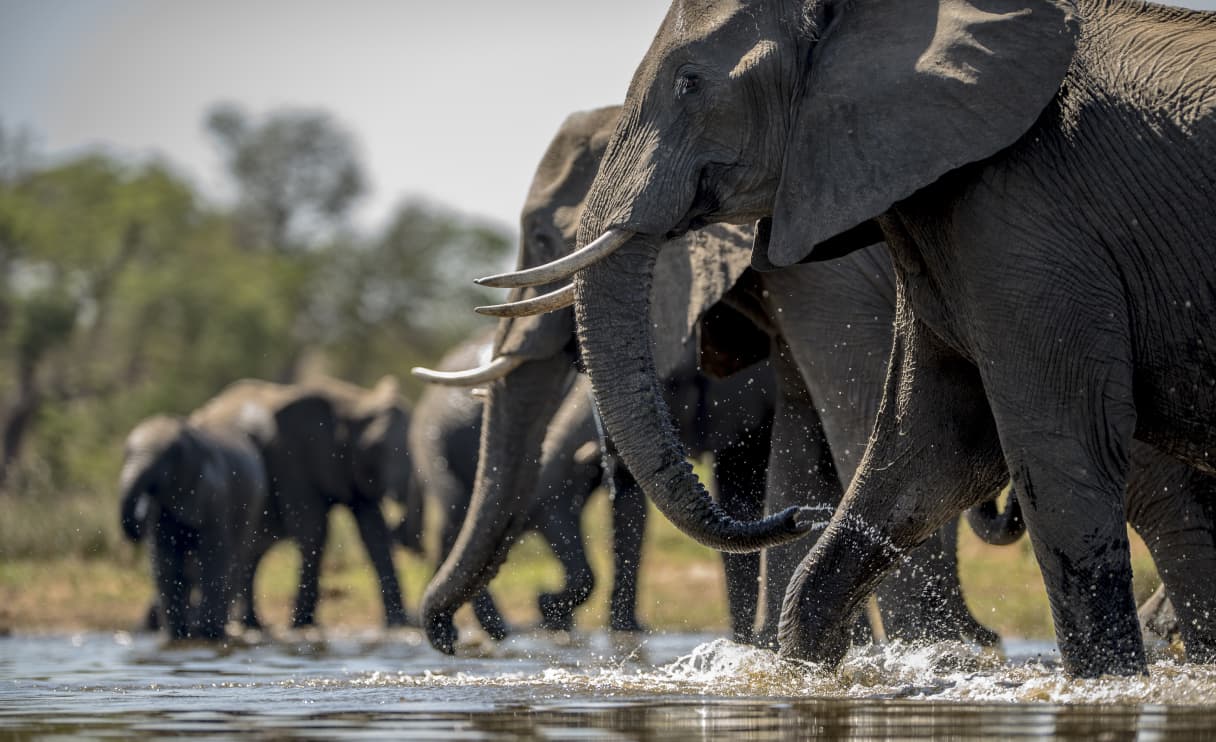 elephant