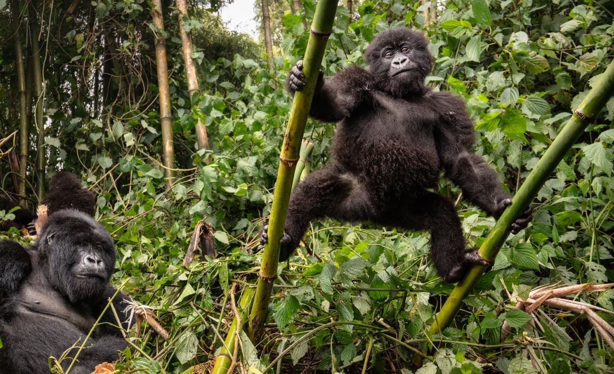 gorillas