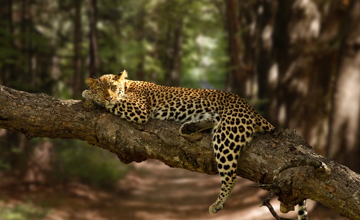 leopard