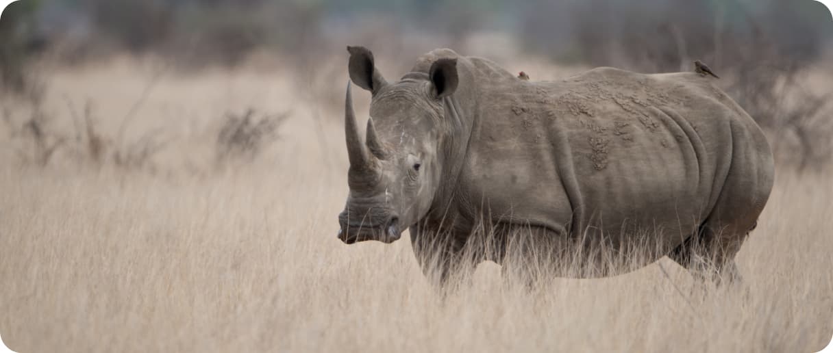rhino